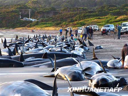 组图：194头巨鲸搁浅海滩 大部分已经死亡